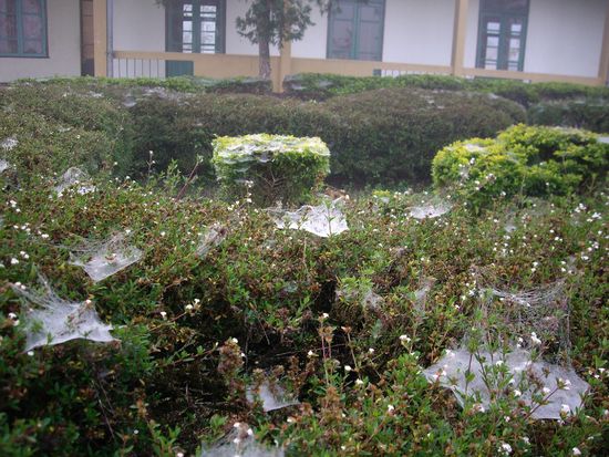 Lustig, die Spinnenweben mit Morgentau.