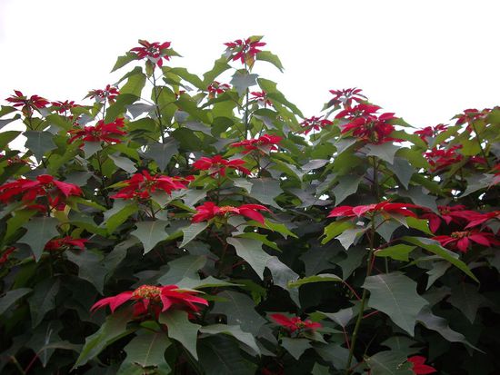 Auch hier weihnachtet es sehr. Allerdings wachsen die hier so froehlich vor sich hin.