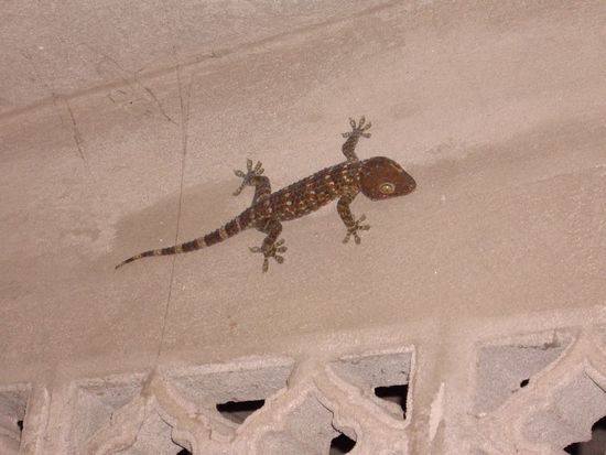 Gecko im Zimmmer. Gluecklicherweise ist er abends abgehauen, wenn die nachts loslegen, steht man naemlich im Bett.