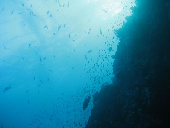 Grosse Fische, kleine Fische - teilweise vor lauter Fischen keine Fische gesehen 