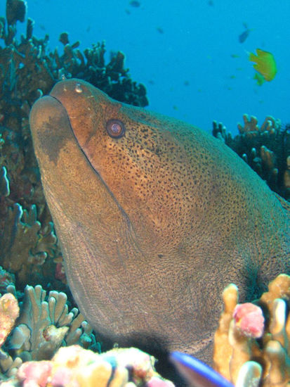 Muraene (diese Farbigkeit kommt dem Ganzen schon recht nah)