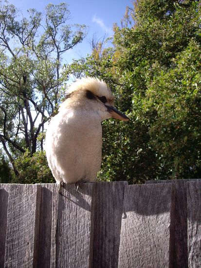 ...und sonstige witzige Tierchen