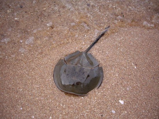 Ach ja, die Tierwelt... angeblich ein Helmetcrab. Wer's kennt, darf gern ins Gaestebuch schreiben.