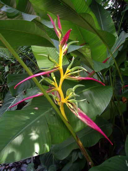 Ganz viele huebsche Ingwerblueten