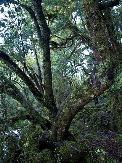 Wandern durch den Maerchenwald