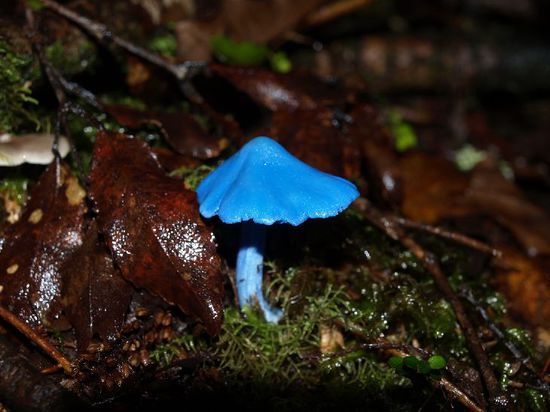 Blaue Pilze kannt ich vorher auch noch nicht