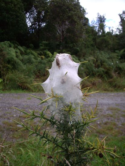 So sehen die Spinnweben hier aus