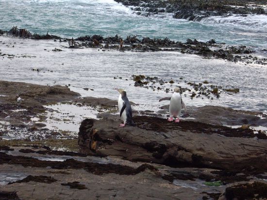 Juhu - meine ersten Pinguine