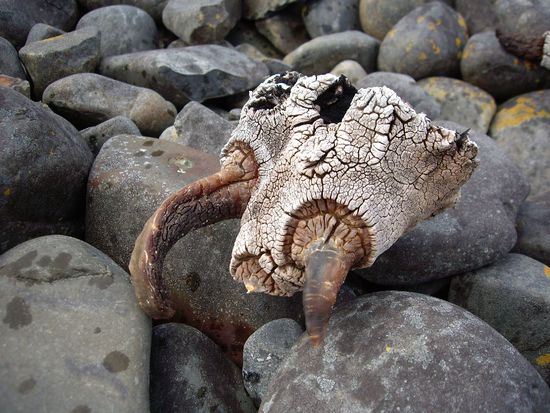 Totes Seegras -  beeindruckendes Zeug!!!