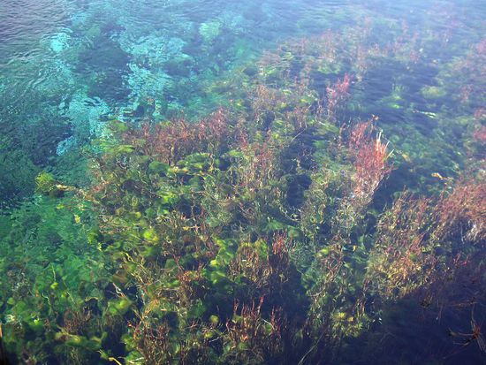 Die groesste Frischwasserquelle NZ - Waikoropupu.