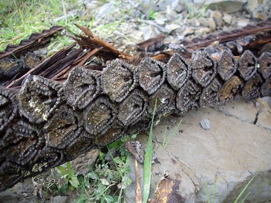 Toter Ferntree auf'm Weg