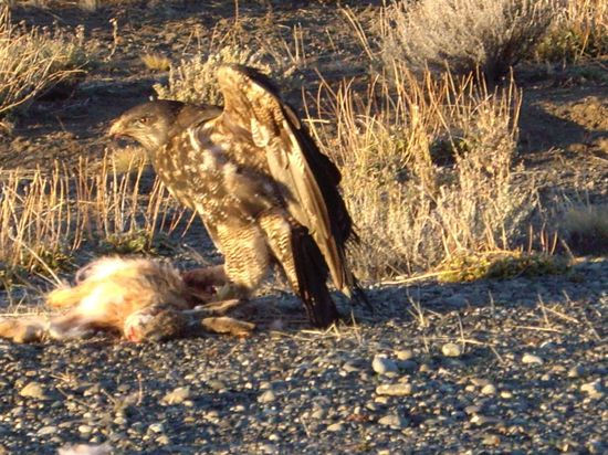 In Neuseeland sind es nämlich die ganzen toten Opossums, die auf der Strasse liegen (die manche Leute auch extra tot fahren, ne Mazze), hier die Hasen. Dazu noch die ganzen Condore, die hier rumfliegen - wow, mächtig!!!