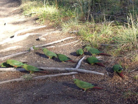 Auf dem Weg zurück gabs noch ne Horde Papageien