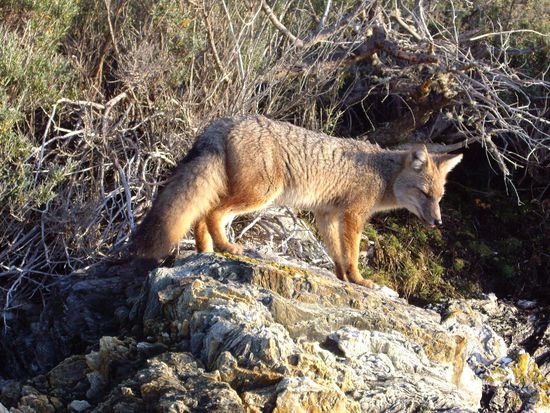 Sogar mit Fuchs füttern - ein Geschenk für uns