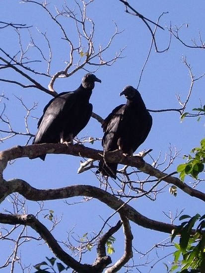 Die Geier fliegen zu tausenden über den Fällen