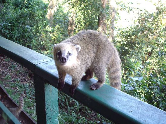 Davon hat´s ebenfalls Millionen, die alle nur eins wollen - das Essen in deiner Tasche