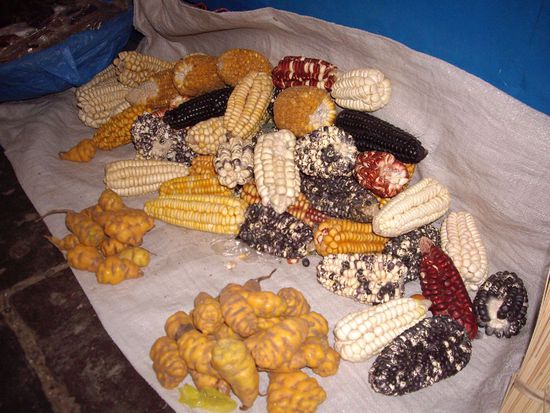 Bunten Mais kannte ich auch noch nicht