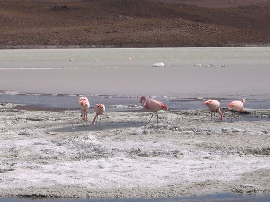 ...und diversen Lagunen mit Flamingos