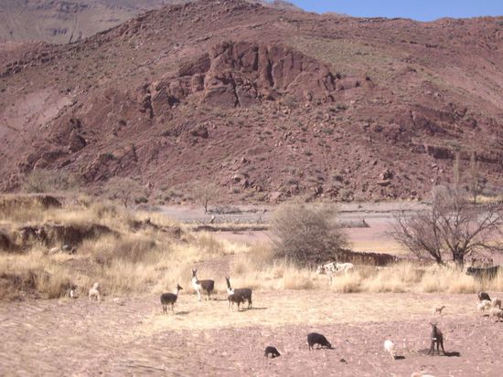 ...und hier sind wir im Western. Und überall Lamas!