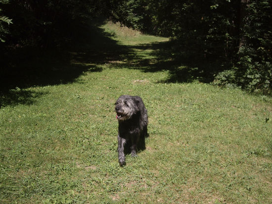 Wenn der Herr arbeiten muss, schnappt sich die Tanja den Hund und zieht los 
