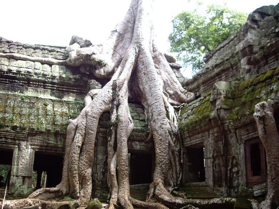 Absoluter Favorit: Ta Phrom