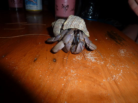 Auch immer wieder lustig, die Einsiedlerkrebse 