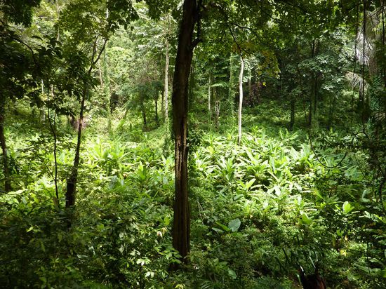 Bloss nicht stehenbleiben heisst die Devise... Dabei kann man so gut Affen beobachten und dem Dschungelsound lauschen 