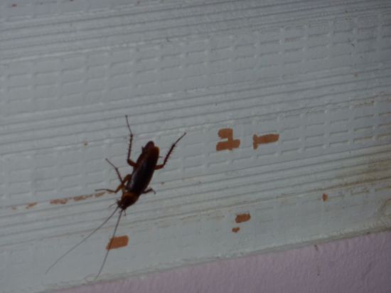 Noch was abtoernendes zum Abschluss: 
Ach ja, wie hab ich mich auf diese kleinen Freunde gefreut..............