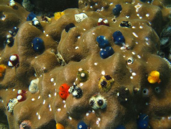 Ich liiiiiiiiiiiieeeeeeeeeeebe Christmas Tree Worms!!!!!!!!!