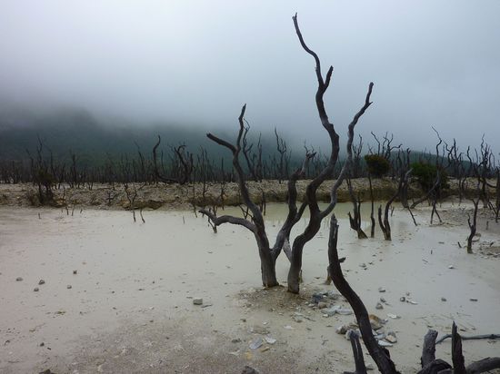 Oben sieht man noch die ganzen verbrannten Bäume vom letzten Ausbruch 2002