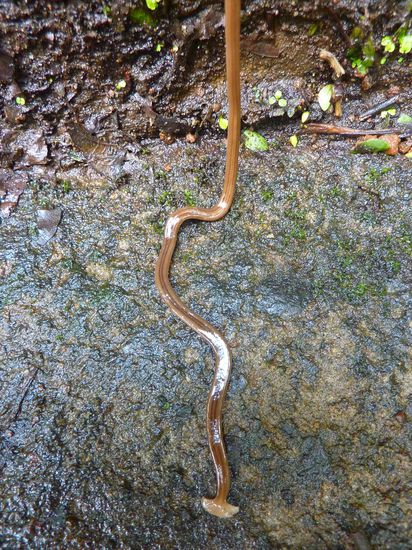 Aufm Weg noch was Interessantes getroffen, irgendwas zwischen Schlange und Schnecke