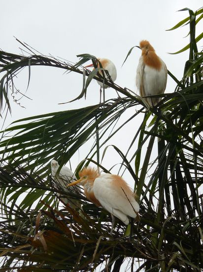 White Herons - Petulu Village