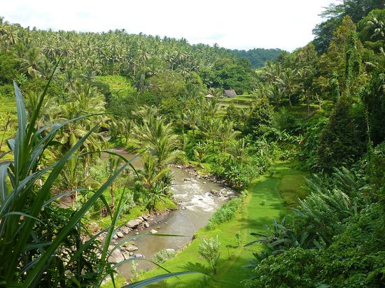Ayung River
