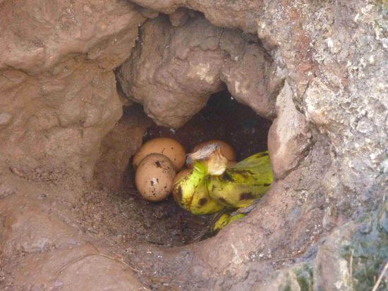 Frühstück wird im heissen Dampf gekocht.