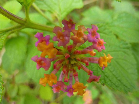 Hübsche Blümchen gibts auch