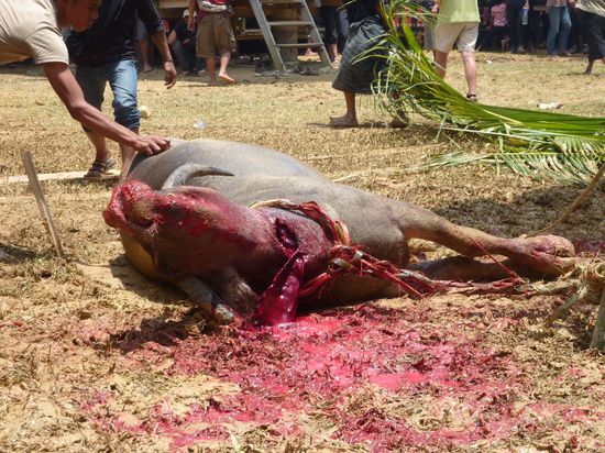 Dann gehts los, mit einem gekonnten Schnitt.... Man beachte den Schwall Blut, der dort rausgeschossen kommt. Meine Haende haben fest Jessicas Bein umklammert 