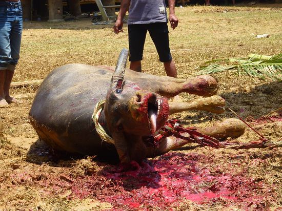 Hoelle, und dass wo ich doch so verliebt in Bueffel bin.....