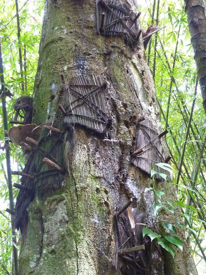 Das ist die Art der Bestattung fuer Babys, die werden in Bäumen untergebracht.