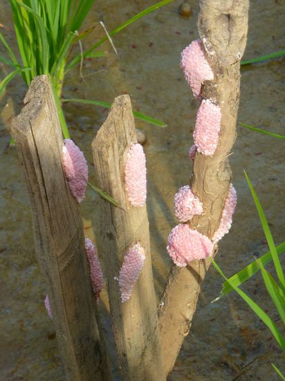 Schneckeneier im Reisfeld. Schön anzuschauen, aber schrecklich für die Reisbauern