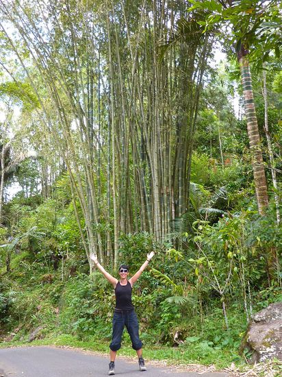 Diese riiiiiiiieeeeeeeesigen Bambusbäume faszinieren mich total