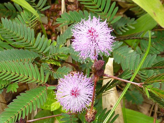 Mimosen, auch ein tolles Gewaechs. Wenn man sie streichelt, gehen die Blaetter zusammen