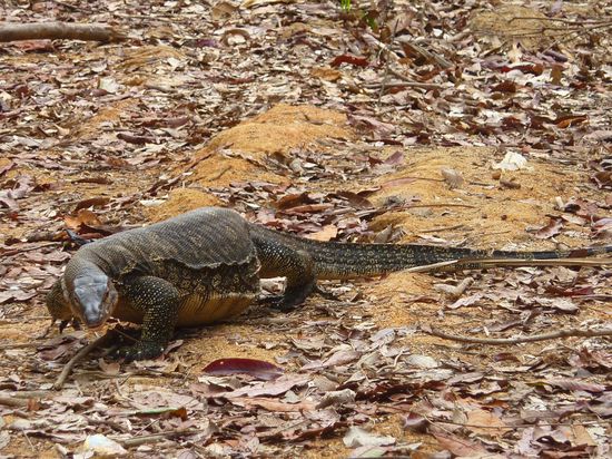 Der hier war noch klein