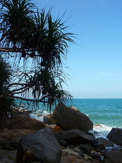 Mangrowen mit ihren hübschen Ananasähnlichen Früchten