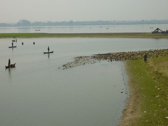 Schäfer hüten Schafe - und wie nennt man Leute, die Enten hüten? 