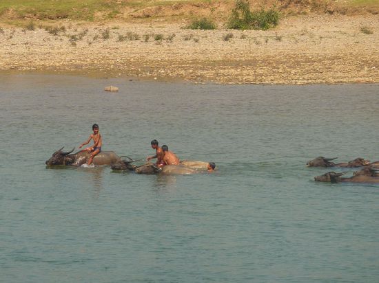 Ich kann den Kids stundenlang zuschauen, wie sie ihre Bueffel baden