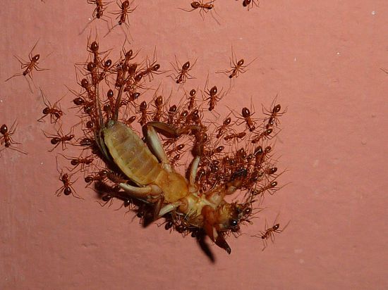 Faszinierende Welten!!! Dieses arme Ding wurde bei lebendigem Leib gekillt und nun eine Wand hoch getragen