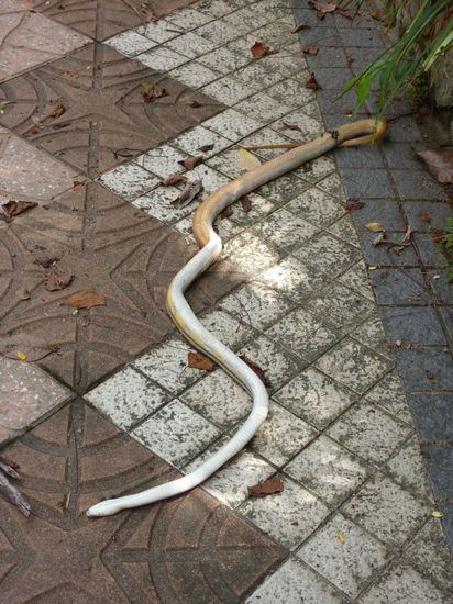 In den Lake Gardens. Gut, die in diesem Zustand getroffen zu haben...