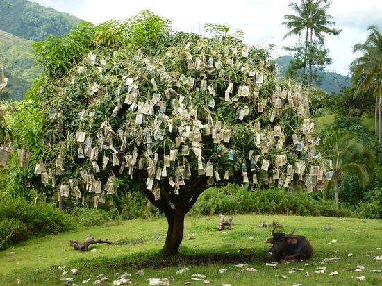 Hier sind die Fruechte vor den Voegeln in Zeitung versteckt - lustig. 
Und endlich wieder Wasserbueffel - ach, ich bin im Himmel....
