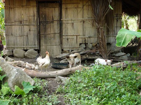 JEDER hat "Hallo" gesagt auf den 13 km, sogar die Hoftiere versammeln sich in Reih und Glied 