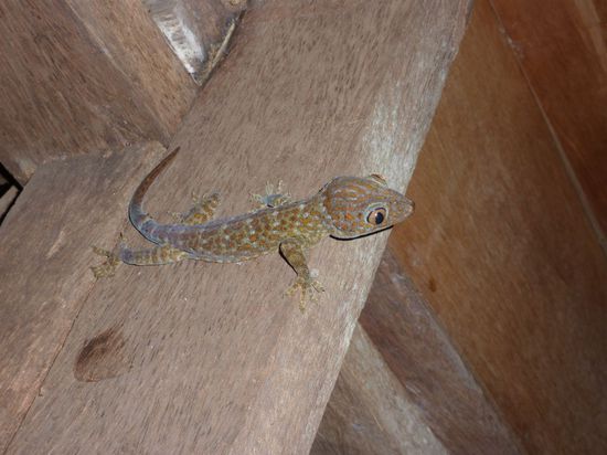 ... wo gaaanz viele grosse Geckos wohnen